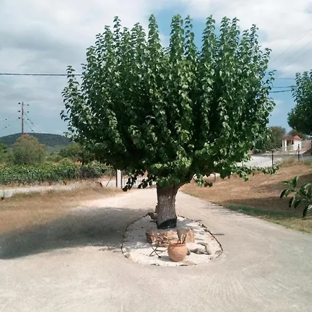 The House In The Mulberries Trees Metagkitsi